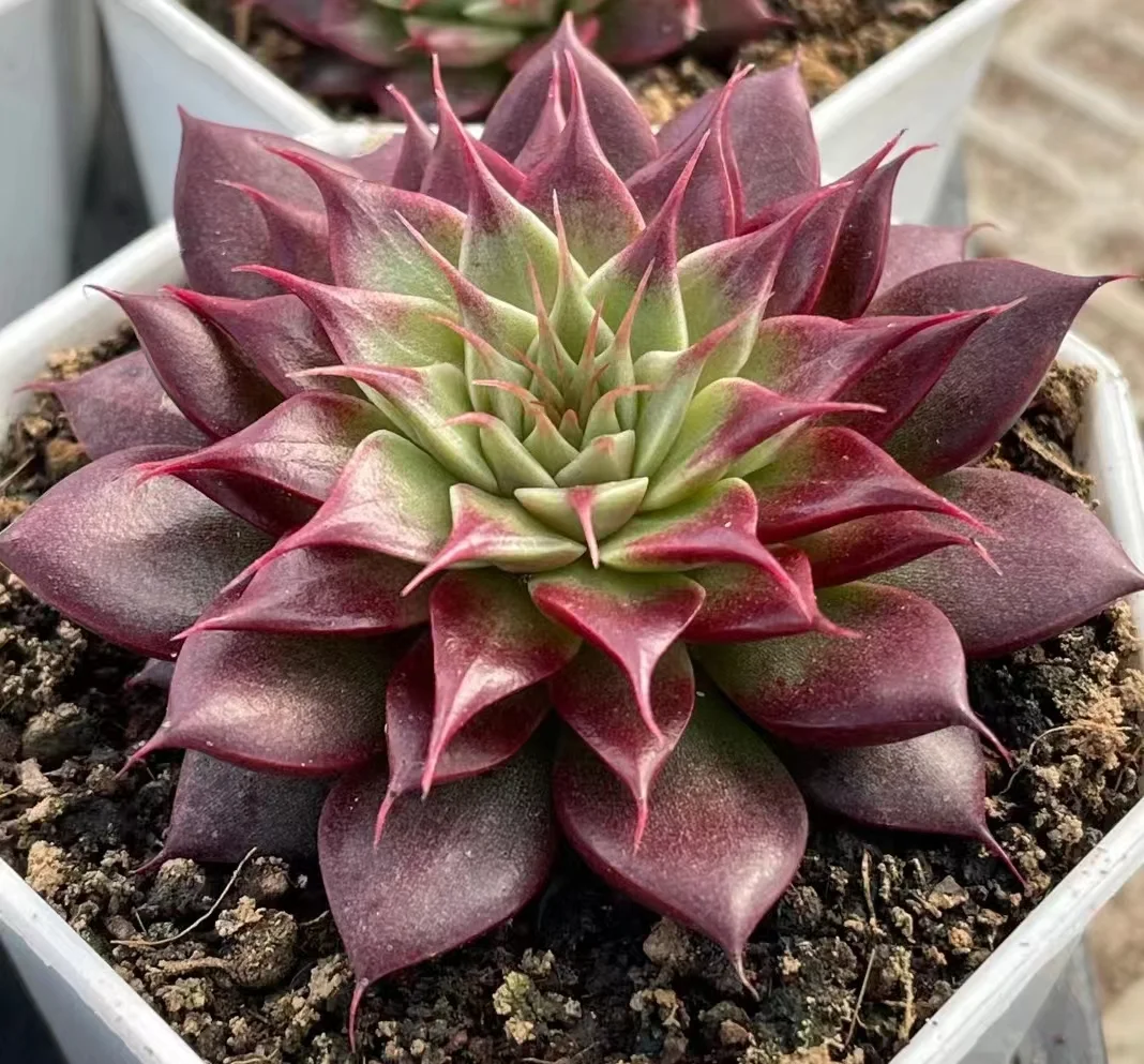 444. Echeveria Purple eyelash single head  4-5cm/ Echeveria / Succulent plants / Garden landscape / Carefully select healthy plants