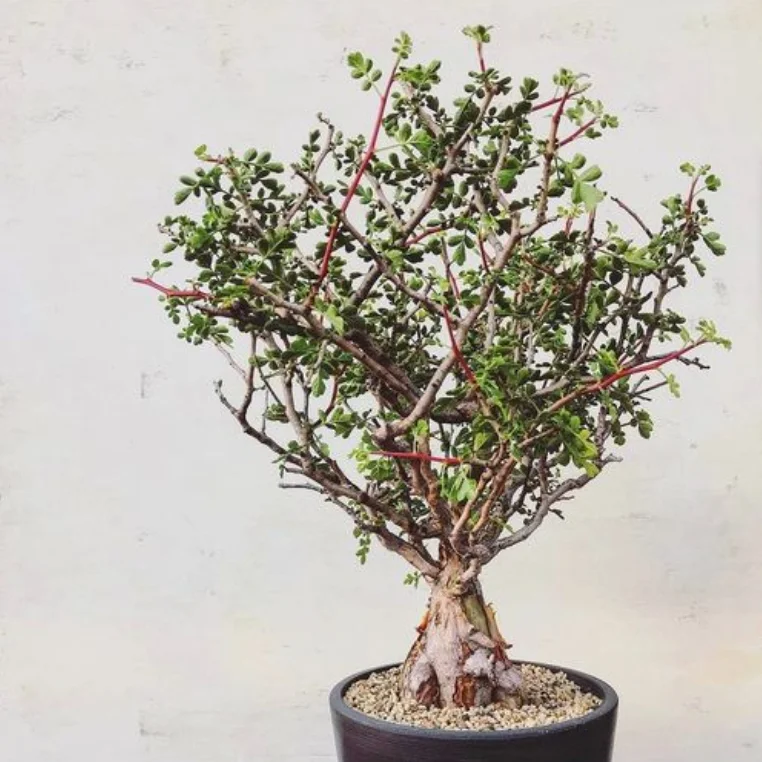 plant Aeonium Echeveria Haworthia  Caudex  Lithops Cactus  Agave 