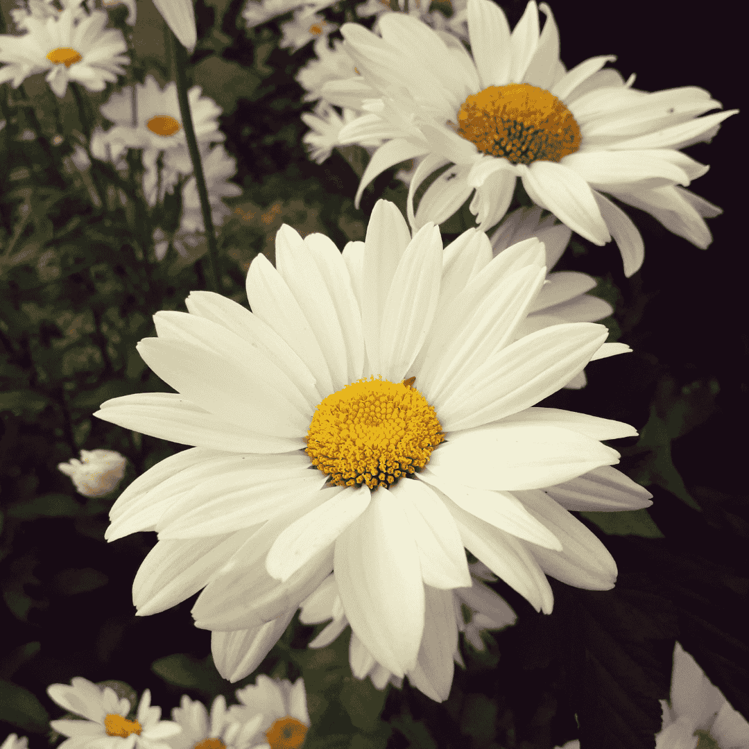 Daisy Midday White F1 Hybrid Seeds &ndash; Elegant Summer Blooms