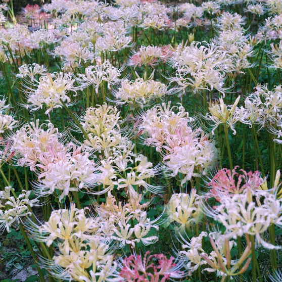 🌹Colorful Lycoris—Hymn to the Soul—Flowers Without Leaves