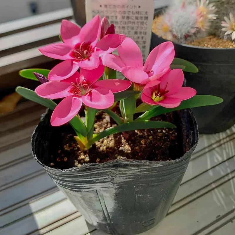 plant Aeonium Echeveria Haworthia  Caudex  Lithops Cactus  Agave 