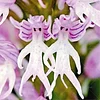 Rare Japanese monkey face orchid DIY home garden plants pot bonsai flowers  200pcs man orchid Multiple varieties