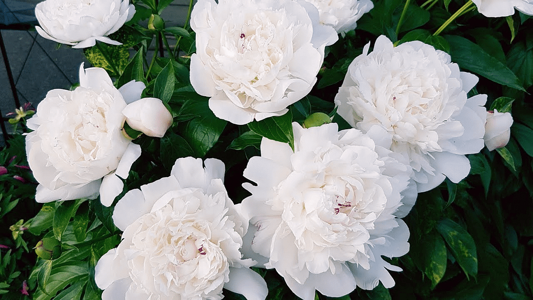 10Pcs Chinese Peony Flower Seeds Perennial Paeonia Suffruticosa Bonsai Plants Home Garden