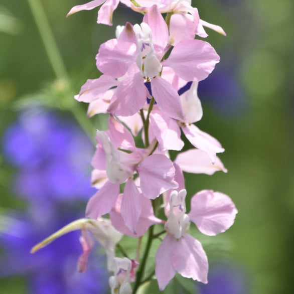 Larkspur Fancy Belladonna Flower | X 100 Seeds