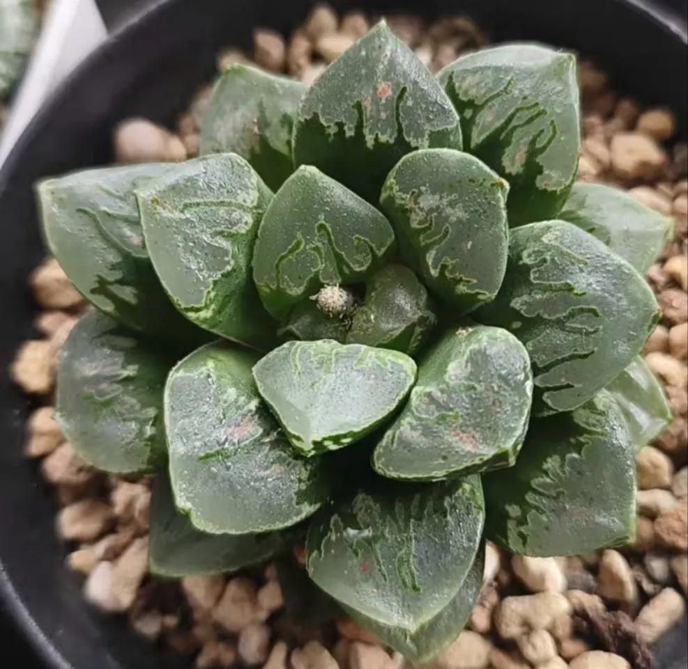 plant Aeonium Echeveria Haworthia  Caudex  Lithops Cactus  Agave 