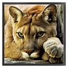 Tiger - 14CT Counted Cross Stitch 40*40cm/15.75*15.75in