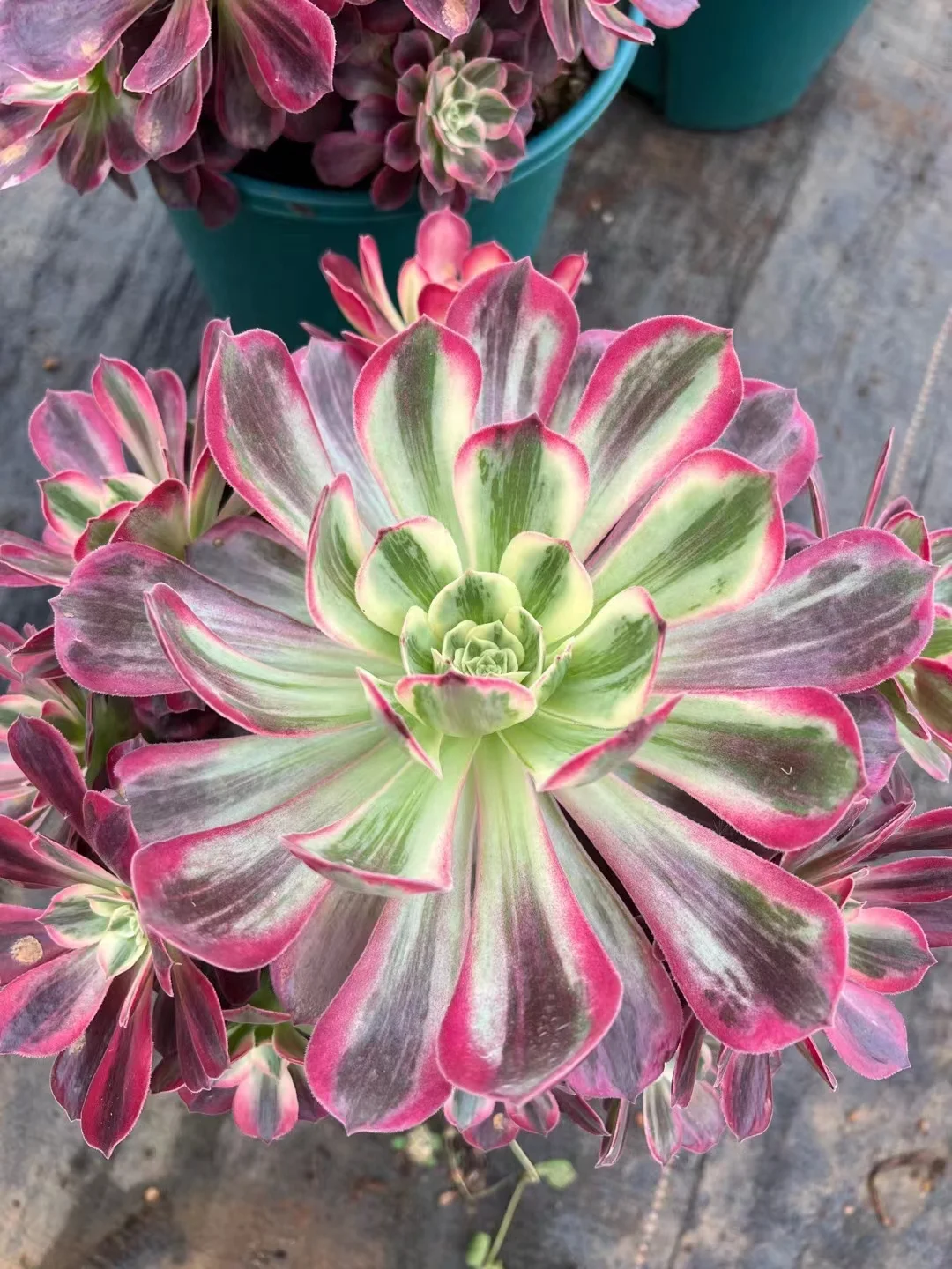 106  .  Wedding dress cluster 12-15cm 8 heads /Aeonium cluster/Aeonium plants / Garden landscape / Carefully select healthy plants