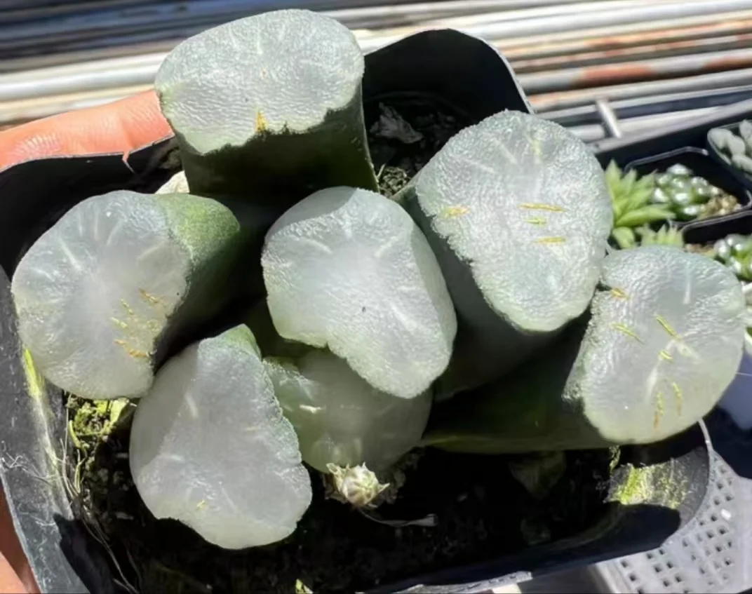 plant Aeonium Echeveria Haworthia  Caudex  Lithops Cactus  Agave 