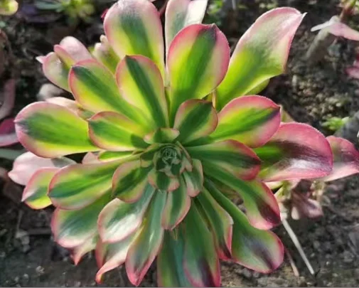 plant Aeonium Echeveria Haworthia  Caudex  Lithops Cactus  Agave 