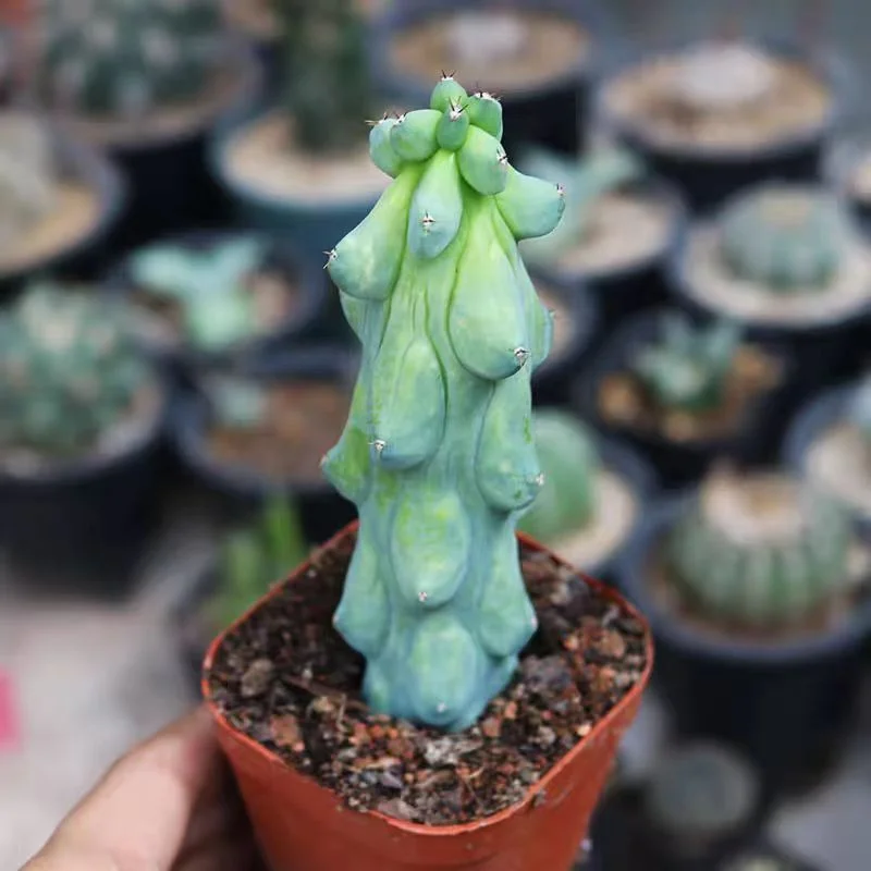648. Lophocereus schottii var.monst  single head 9-11cm /Cactus plants / Succulent plants/Garden landscape / Carefully select healthy plants