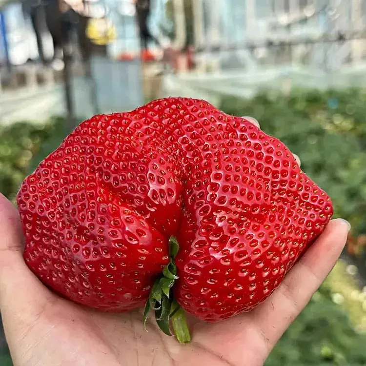 🍓Super Giant Strawberry Seeds – Grow Juicy, Extra-Large Strawberries!