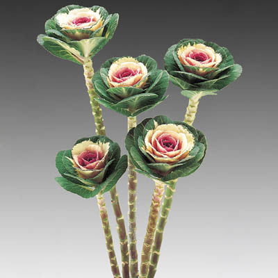 Ornamental Kale Crane Bicolor F1 Seed