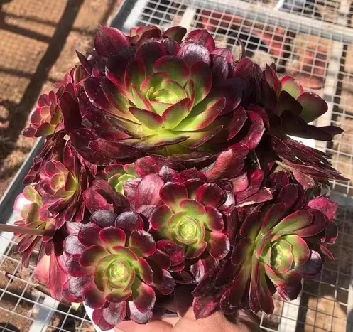 plant Aeonium Echeveria Haworthia  Caudex  Lithops Cactus  Agave 