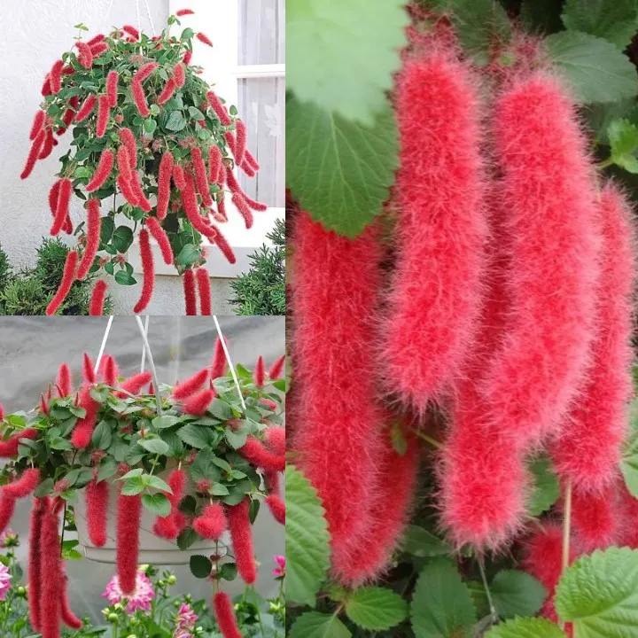 Acalypha hispida - Red Hot Cattail Seeds