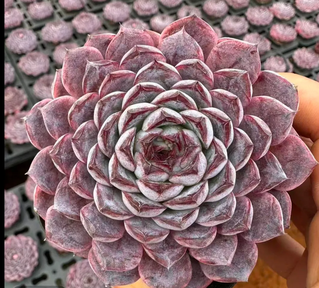 plant Aeonium Echeveria Haworthia  Caudex  Lithops Cactus  Agave 