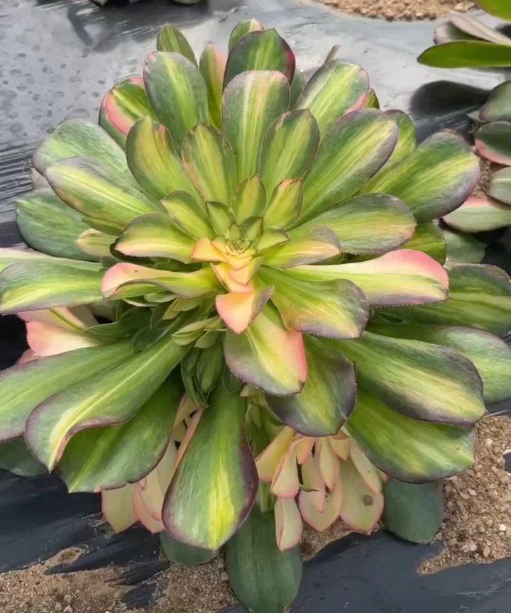 plant Aeonium Echeveria Haworthia  Caudex  Lithops Cactus  Agave 