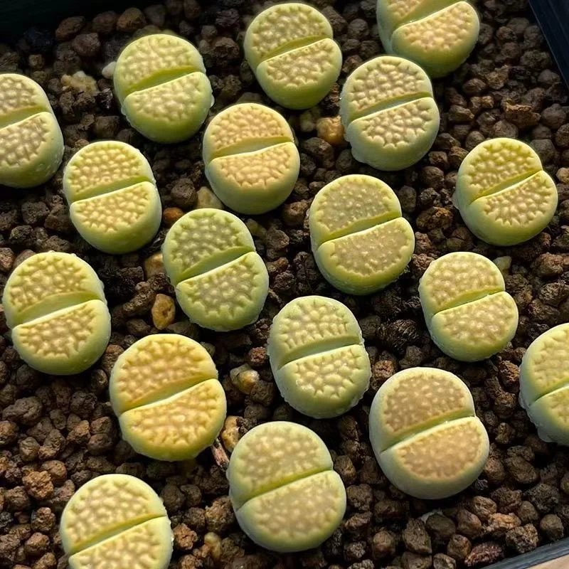 plant Aeonium Echeveria Haworthia  Caudex  Lithops Cactus  Agave 