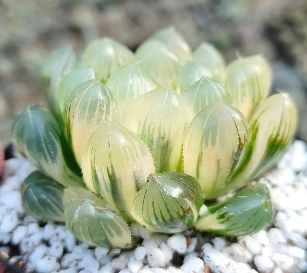 plant Aeonium Echeveria Haworthia  Caudex  Lithops Cactus  Agave 