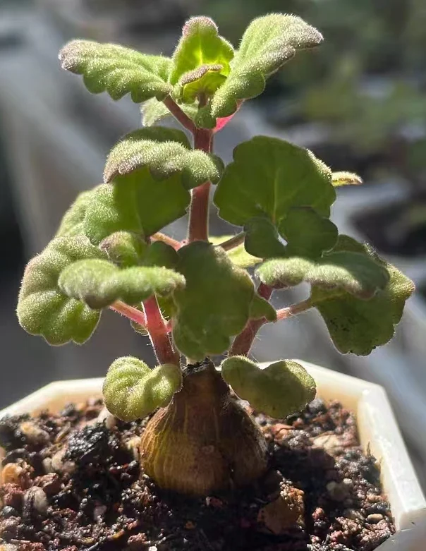 plant Aeonium Echeveria Haworthia  Caudex  Lithops Cactus  Agave 