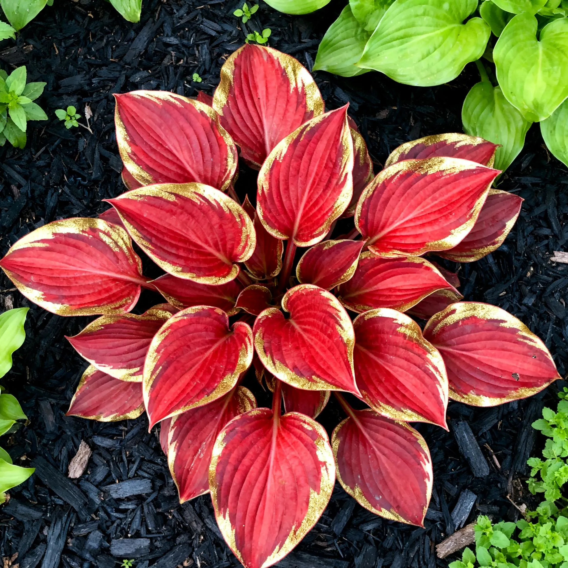 Muticolor Hosta Seeds-Perennial Shade Plant for Garden and Yard Plant🌈God's Artistic Canvas