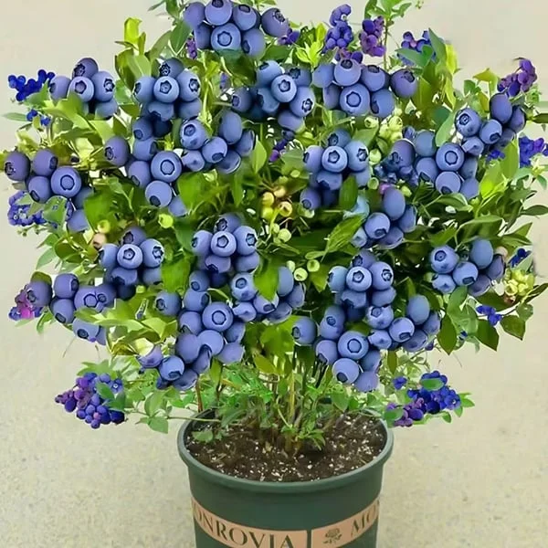Giant Blueberry🫐Fruit Seeds (High Yield)