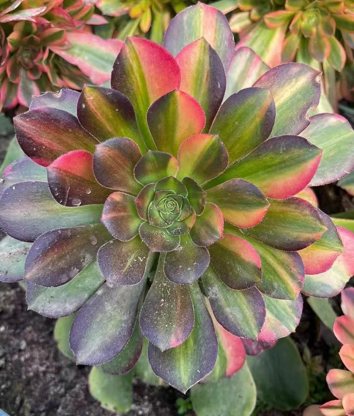 275. Blushing beauty variation cutting 6-8cm  /Aeonium cutting/Aeonium plants / Garden landscape / Carefully select healthy plants