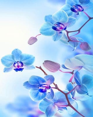

Magical Archid Flowers – Paint By Numbers - 40*50CM, 501 Original