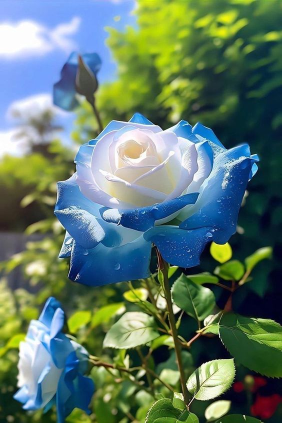 Broken Ice Blue Rose Seeds - Rare