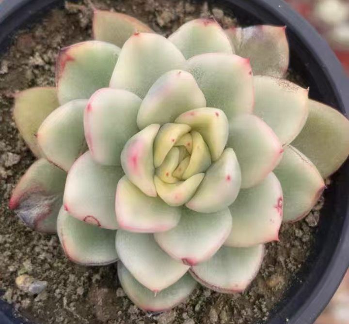 plant Aeonium Echeveria Haworthia  Caudex  Lithops Cactus  Agave 