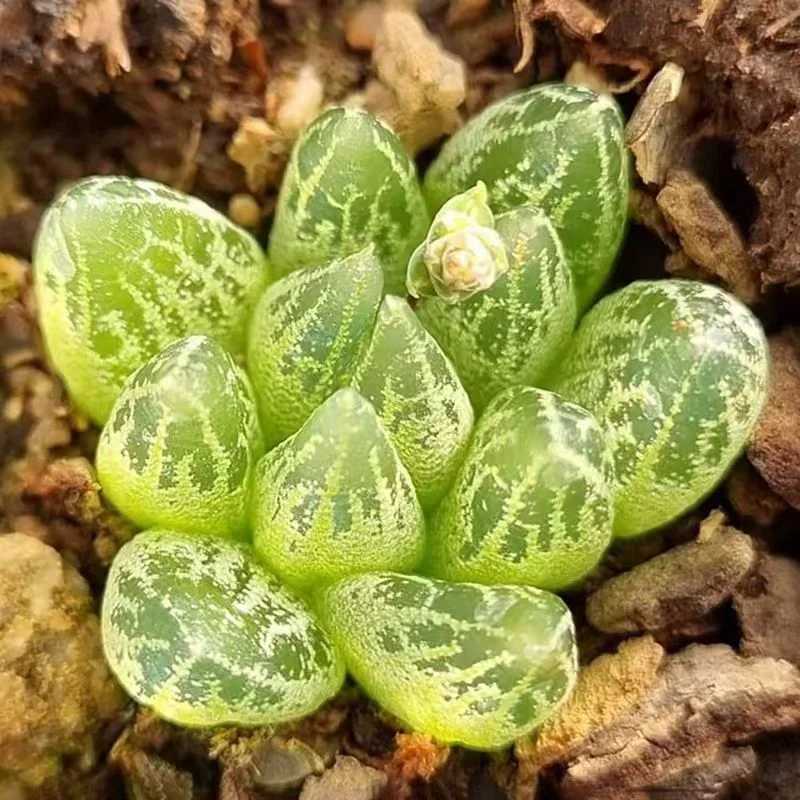 plant Aeonium Echeveria Haworthia  Caudex  Lithops Cactus  Agave 