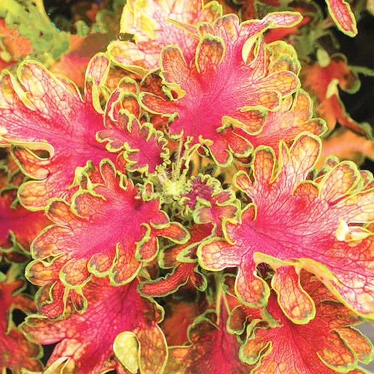 thumbnail image 2 of 100 Seeds Janpanse Bonsai Coleus Plant Rainbow Dragon Foliage Plants 2 of 12