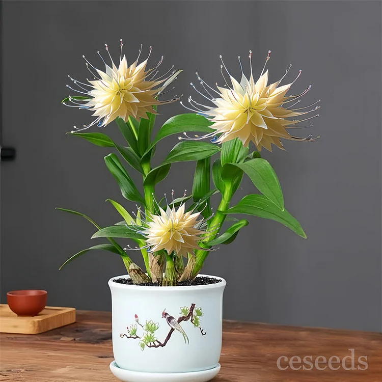 Smoky Rain Flower Seeds – Hardy, Fragrant, Year-Round Blooms