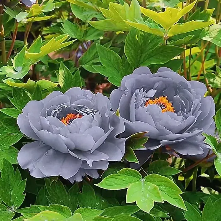 Green Peony Seeds – Symbol of luck and wealth