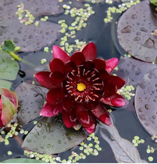 🌸【7 days germination】Last Day Sale - 50% OFF💐The Sacred Bonsai Bowl Lotus Flower