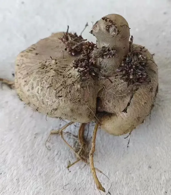 plant Aeonium Echeveria Haworthia  Caudex  Lithops Cactus  Agave 