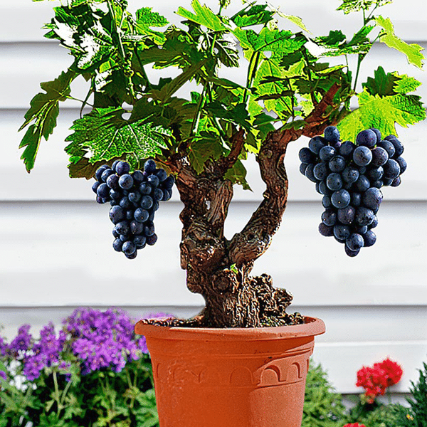 Miniature Grape Vine Seeds Jonyparkseed®
