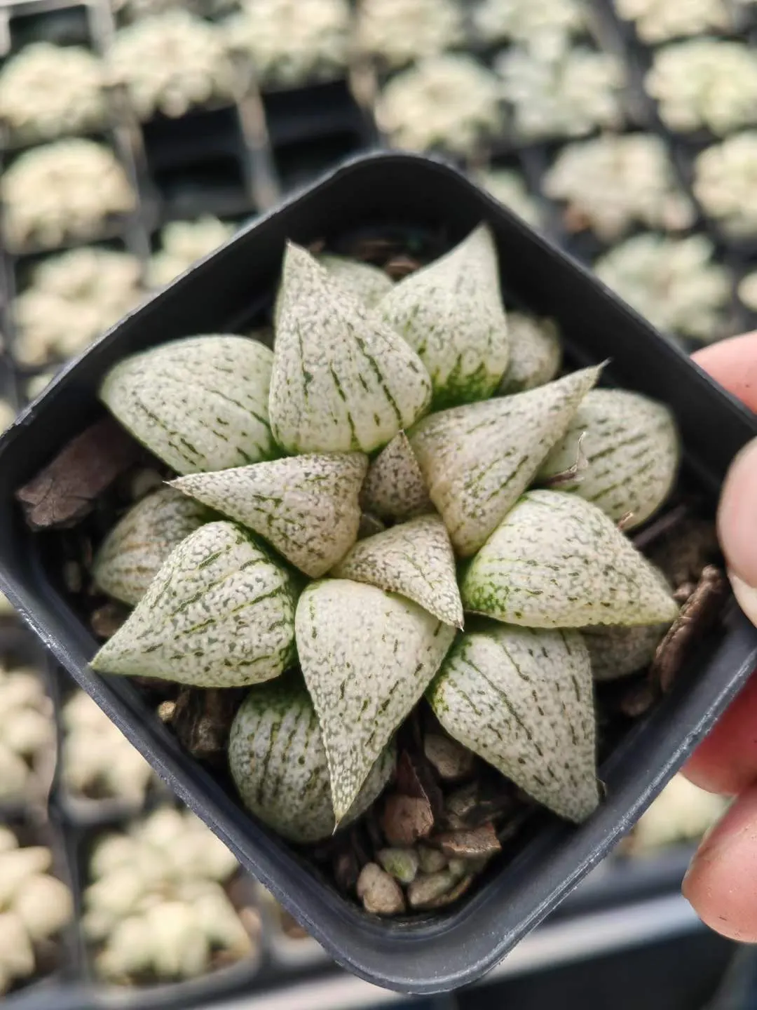 plant Aeonium Echeveria Haworthia  Caudex  Lithops Cactus  Agave 