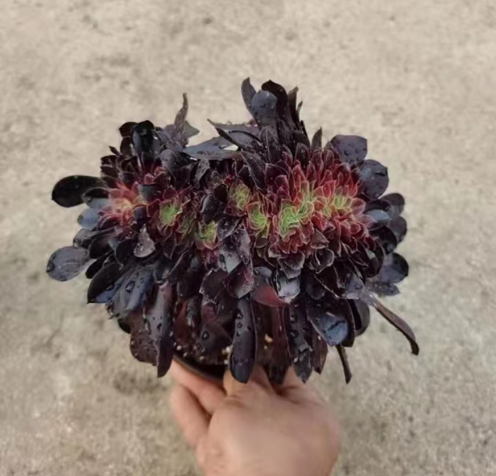 168. Aeonium arboreum 'Velour European' crested cutting 6 cm/ Aeonium / Succulent plants / Garden landscape / Carefully select healthy plants