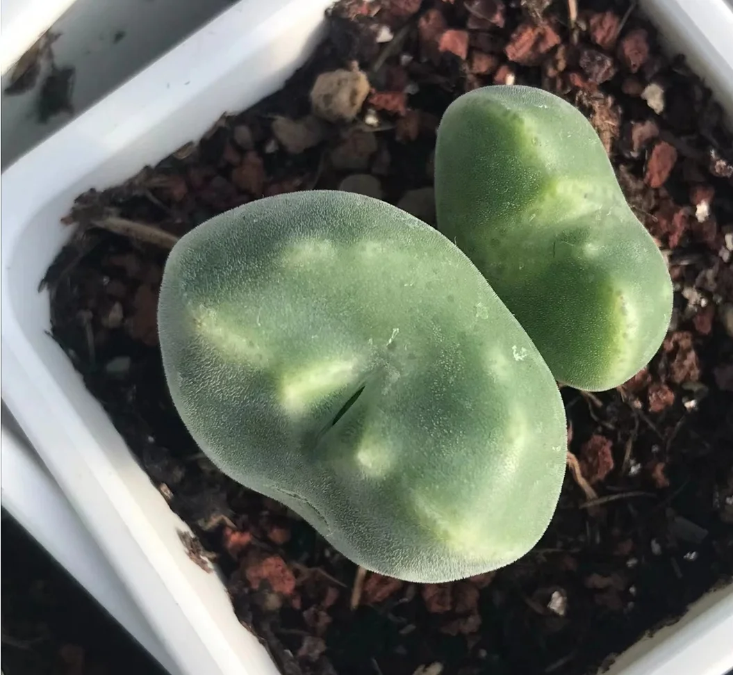 plant Aeonium Echeveria Haworthia  Caudex  Lithops Cactus  Agave 