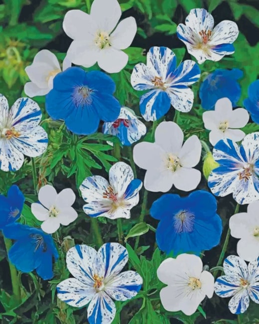 

Blue And White Hardy Geranium – Paint By Numbers - 40*50CM, 501 Original