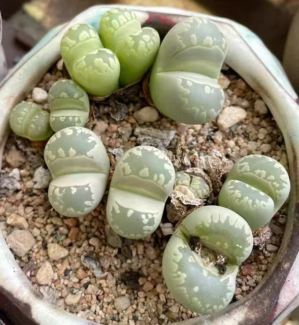 plant Aeonium Echeveria Haworthia  Caudex  Lithops Cactus  Agave 