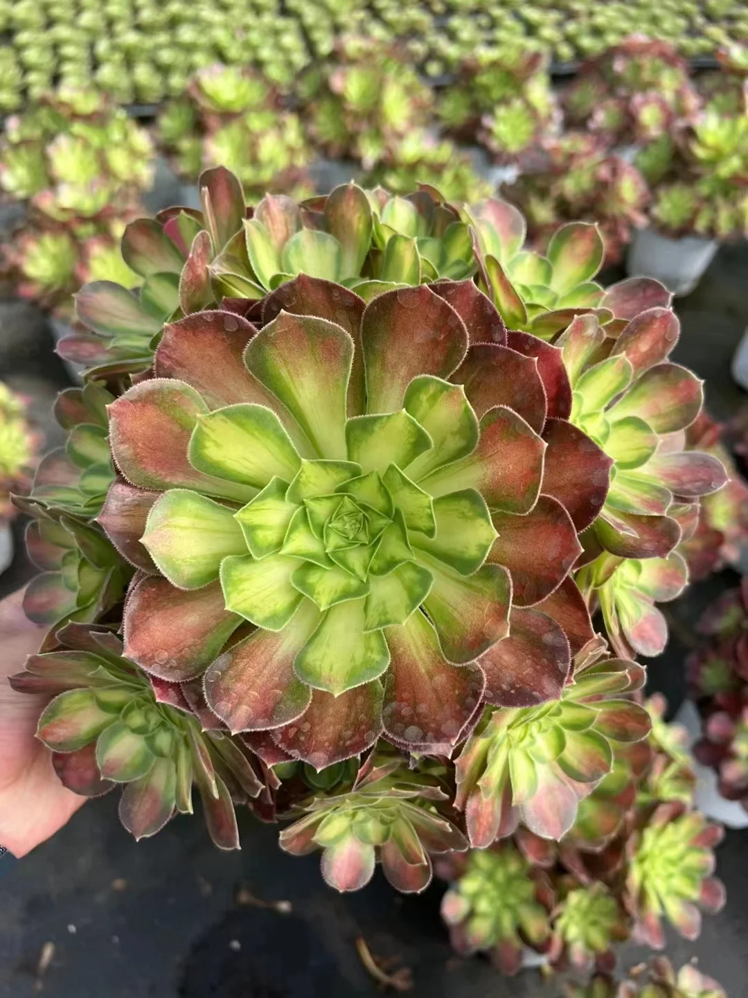 237. Shao hua cluster  /Aeonium cluster/ Aeonium plants / Garden landscape / Carefully select healthy plants