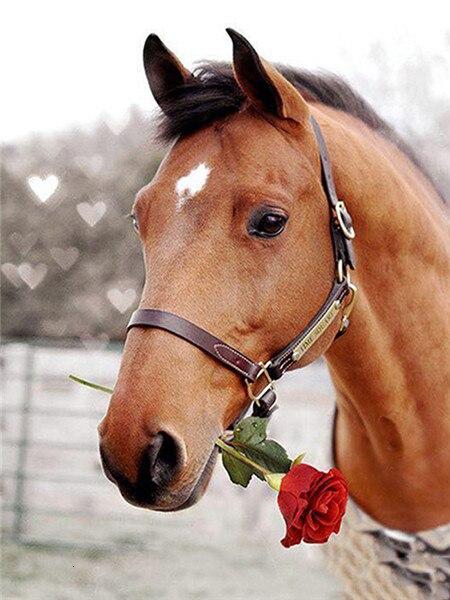 

Horse Hold a Rose – Paint By Numbers - 40*50CM, 501 Original