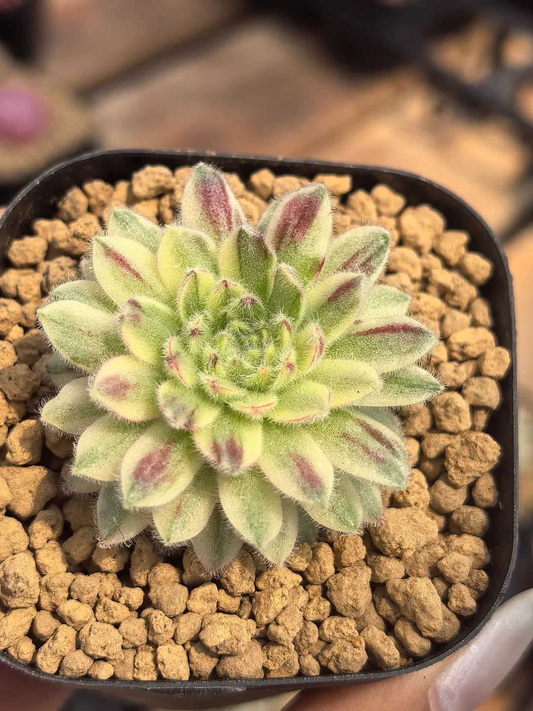 plant Aeonium Echeveria Haworthia  Caudex  Lithops Cactus  Agave 