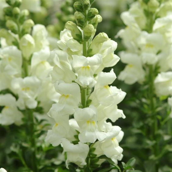 Mix Dwarf Snapdragon Flower Seeds for Planting Jonyparkseed®