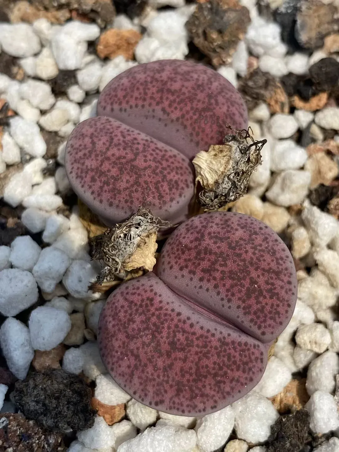 plant Aeonium Echeveria Haworthia  Caudex  Lithops Cactus  Agave 