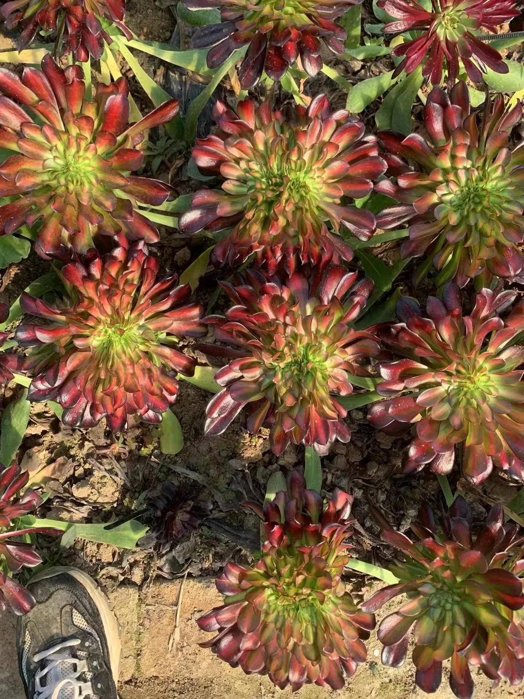 plant Aeonium Echeveria Haworthia  Caudex  Lithops Cactus  Agave 