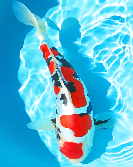 

White And Red Koi Fish – Paint By Numbers - 40*50CM, 501 Original