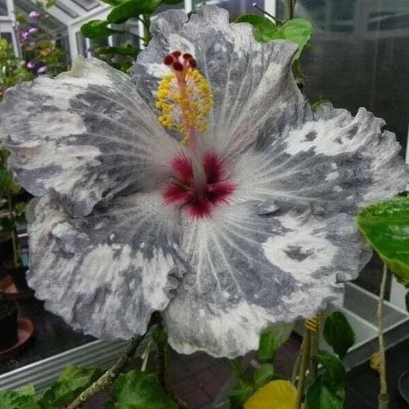 Beautiful Cosmic Dancer Hibiscus