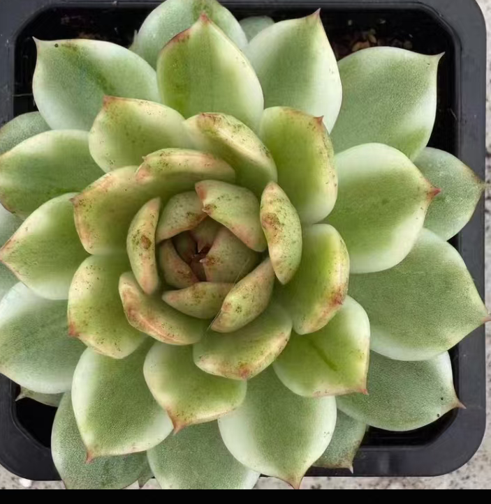 plant Aeonium Echeveria Haworthia  Caudex  Lithops Cactus  Agave 